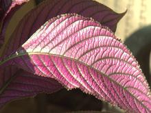 Persian shield's distinctive, bright green veins and vibrant purple leaves add visual interest to the landscape. (Photo by MSU Extension Service/Gary Bachman)