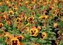 The warm colors of Delta Fire pansies are unusual for this type of plant. (Photo by MSU Extension Service/Gary Bachman)