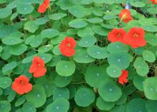 The yellow, red and orange nasturtium flowers attract butterflies to this cascading vine. (Photo by MSU Extension Service/Gary Bachman)