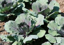 Ornamental kale and cabbage brighten up winter landscapes and can be added to salads and stir-fries. The Pigeon Purple cabbage variety forms round, semisolid heads with outer leaves that are dark green with purplish veins. (Photo by MSU Extension Service/Gary Bachman)