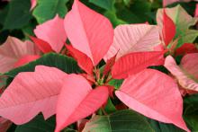 Poinsettias join Christmas trees as the two plants that instantly signal the Christmas holiday season. (Photo by MSU Extension Service/Gary Bachman)