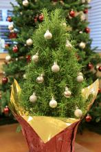 A tree-shaped rosemary plant can make a fun and aromatic miniature Christmas tree to brighten up holiday homes. (Photo by MSU Extension Service/Gary Bachman)