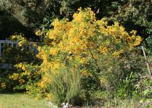 Flower clusters of winter cassia form toward the ends of the slender branches. Flower production can be so heavy that shrubs can be pulled into a vase-shaped form. (Photo by MSU Extension Service/Gary Bachman)