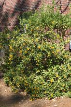 Kumquat is another citrus that can be grown in the state. These small, orange-colored fruit are eaten whole, and the sweet peel contrasts well with the slightly sour inner sections. (Photo by MSU Extension Service/Gary Bachman)
