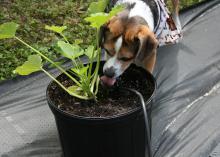 Microirrigation delivers water directly and efficiently to plant root zones. An added benefit is that thirsty dogs may enjoy their own little water fountains. (Photo by MSU Extension Service/Gary Bachman)