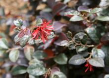 The strap-like flowers of loropetalum are reminiscent of witch hazel flowers. They bloom in early spring and sporadically through the rest of the summer. (Photo by MSU Extension Service/Gary Bachman)