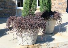 Purple Pixie loropetalum is a low-growing shrub that can spill beautifully out of a container. (Photo by MSU Extension Service/Gary Bachman)