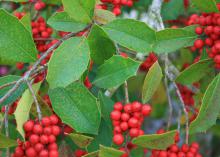 Savannah holly berries are show stoppers from November through March and a favorite winter delicacy of birds. (Photo by MSU Extension Service/Gary Bachman)