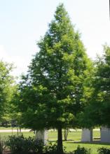 Bald cypress is a large tree that can handle soggy or dry conditions. This deciduous tree is known for its conical form. (Photo by MSU Extension Service/Gary Bachman)