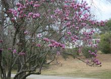 The most popular of the flowering magnolias is the saucer magnolia. Huge white, pink or purple flowers bloom after the risk of late-spring frosts has passed. (Photo by MSU Extension Service/Gary Bachman)