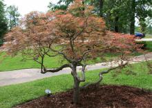 Hundreds of varieties of Japanese maple, such as this laceleaf variety, mean there is a selection for nearly every landscape use. Fall colors range from flaming orange to blood red and harvest gold. (Photo by MSU Extension Service/Gary Bachman)