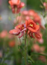 Whisper Pumpkin diascia shows the spurs found on this snapdragon-like favorite. (Photo by MSU Extension Service/Gary Bachman)