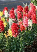 Gardeners can't go wrong with the colorful flower spikes of these Sonnet snapdragons. (Photo by MSU Extension Service/Gary Bachman)