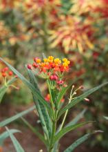 Butterfly weed is a common sight beside Mississippi roadways and a surefire butterfly magnet. This low-maintenance plant was a Mississippi Medallion Native Plant winner in 2012. (Photo by MSU Extension Service/Gary Bachman)