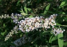 Butterflies and hummingbirds love the flowers displayed on the arching, graceful stems of this Flutterby Grande Blueberry Cobbler butterfly bush. (Photo by MSU Extension Service/Gary Bachman)