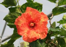 Thirty-eight varieties of Cajun hibiscus give plant lovers plenty of color choices, including bright yellows, pinks, reds, whites and color blends, such as this variety, called High Definition. (Photo by MSU Ag Communications/Gary Bachman)