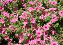 Supertunia Picasso in Pink has unique, bright pink flower petals edged in lime green that seem to blend into the foliage. (Photo by MSU Extension Service/Gary Bachman)