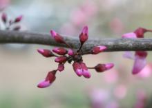 The purple flowers of the redbud tree are a seeming contradiction until you glimpse the deep, red color of the flower buds as they begin to open. (Photo by MSU Extension Service/Gary Bachman)