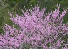 Redbuds are native flowering trees that bloom in early spring before most other trees have started to leaf out from winter. (Photo by MSU Extension Service/Gary Bachman)