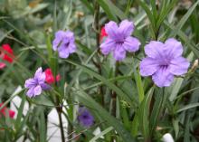 The bluish-purple, trumpet-shaped flowers of the Ruellia, or Mexican petunia, resemble azaleas when massed together. (Photo by MSU Extension Service/Gary Bachman)