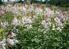 Cleome Sparkler Blush is a garden-worthy variety that earned All-America Selections honors in 2002. (Photo by MSU Extension Service/Gary Bachman)