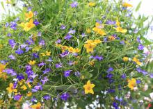 Lobelia has the reputation of melting away in the summer heat, but newer introductions such as this Techno Blue combined with yellow bidens have better staying power in our hot summers. (Photo by MSU Extension Service/Gary Bachman)