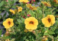 Superbells Saffron has golden yellow petals with red highlights in the center. (Photo by MSU Extension Service/Gary Bachman)