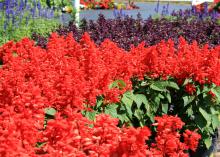 The Vista series of salvia have some of the best colors and numbers of flowers. This bed has Vista red in the foreground and Vista purple in the back. (Photo by MSU Extension Service/Gary Bachman)