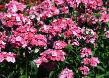 These Rose Magic Amazon dianthus start out white and transition to pink and finally rose. (Photo by MSU Extension Service/Gary Bachman)