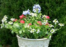 This container garden displays patriotic colors for the Fourth of July. The red Cora vinca is the filler, the spreading and trailing white scaevola is the spiller, and the powdery blue flowers of annual plumbago add the thrill.  (Photo by MSU Extension Service/Gary Bachman)