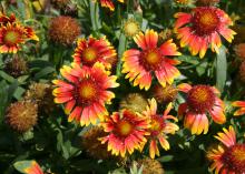 The Gaillardia Scarlet Halo has colors similar to the Gallo Dark Bicolor, but the petals are a more rosy scarlet. The intensity of the color combination depends on the local environment. (Photo by MSU Extension Service/Gary Bachman) attributes for Mississippi summers. (Photo by MSU Extension Service/Gary Bachman)