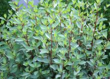 Golden Thryallis brings more than just flowers to the landscape. Its young branches are an attractive, rusty reddish brown that provides a nice background for the flowers. (Photo by MSU Extension Service/Gary Bachman)