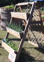 Place window boxes on a stepladder-type design for gardening that requires no bending. (Photo by MSU Extension Service/Gary Bachman)