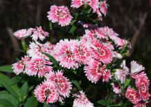 Dianthus Telstar Picotee is a cool-season plant with a delicately floral fragrance and beautiful blooms. (Photo by MSU Extension Service/Gary Bachman)
