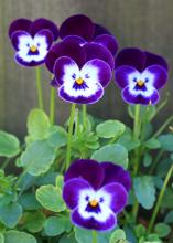 Violas such as these Purple Sorbets are tough plants capable of blooming in cold temperatures. (Photo by MSU Extension Service/Gary Bachman)