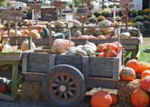 Colorful pumpkin, squash and gourd displays at local garden centers around the state are indications that summer's days are nearing an end. (Photo by MSU Extension Service/Gary Bachman)