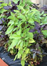 Grow herbs such as these colorful Dark Opal and Purple Osmin basil plants in a container so you can have fresh seasonings and decorations for dishes all winter long. (Photo by MSU Extension Service/Gary Bachman)