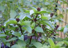 Basil is a favorite herb to grow at home, but it requires the most attention when temperatures drop. This Siam Queen basil can be grown indoors during the winter. (Photo by MSU Extension Service/Gary Bachman)