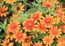 Zahara Sunburst Zinnia opens gold before a red stripe appears down the center of each petal. Cool fall weather allows this stripe to be more prominent than in the summer. (Photo by MSU Extension Service/Gary Bachman)