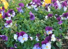 Cool Wave trailing pansies, like these Violet Wing and Golden Yellow selections, have a unique spreading and trailing growth habit that works well in landscapes and hanging baskets. (Photo by MSU Extension Service/Gary Bachman)