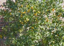Kumquat trees produce fruit in astonishing numbers and are perhaps the most cold-tolerant of the citrus trees. (Photo by MSU Extension Service/Gary Bachman)