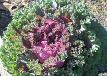 Chidori Red kale has extremely colorful, loose heads. New foliage is a bright magenta red, and mature leaves take on a darker green. (Photo by MSU Extension Service/Gary Bachman)