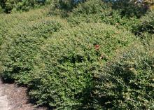 Schillings Dwarf yaupon holly is slow-growing and perfect for landscape planting, but it does not produce significant numbers of fruit. (Photo by MSU Extension Service/Gary Bachman)