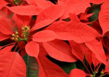 Although the red leaves or bracts of poinsettias look like flowers, the true flowers are the yellow/green bead-like structures at the center of the bracts. These cyathia have opened. (Photo by MSU Extension Service/Gary Bachman)