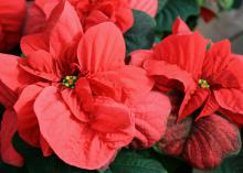 Poinsettias with unopened or only partially opened cyathia last longer as decorations for the Christmas holidays. (Photo by MSU Extension Service/Gary Bachman)