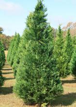 Mississippi Christmas tree growers offer high-quality, beautiful trees for holiday decorating. These Leyland cypress trees are growing at Thomley's Tree Farm in Hattiesburg. (Photo by MSU Extension Service/Gary Bachman)
