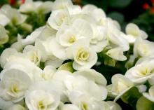 Elatior begonia, such as this white variety, can be a perfect indoor holiday plant. (Photo by MSU Extension Service/Gary Bachman)