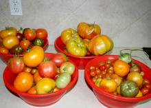 Heirloom tomatoes come in a variety of colors and irregular shapes, but their best characteristic is that they taste how most people think tomatoes are supposed to. (Photo by MSU Extension Service/Gary Bachman)