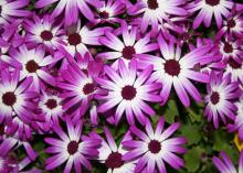 Senetti pericallis come in a variety of colors from blue to purple. This magenta bicolor is an early-spring-blooming plant that serves the same role that mums serve in the fall. (Photo by MSU Extension Service/Gary Bachman)