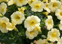 The Early Bird series of Calibrachoa have clear, bright colors, such as those in this Early Bird Yellow. (Photo by MSU Extension Service/Gary Bachman)